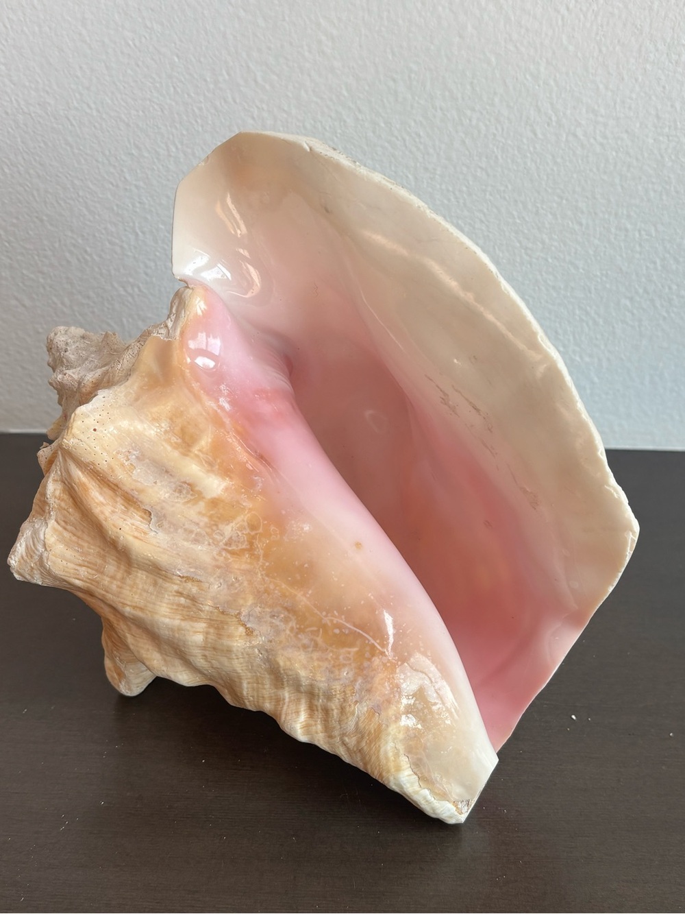 Gorgeous Pink and Cream Conch Shell